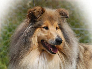 rough-collie picture