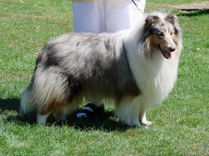 rough-collie picture