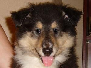 rough-collie picture