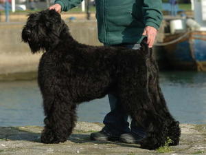 russian-black-terrier picture