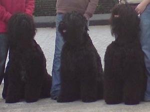 russian-black-terrier picture