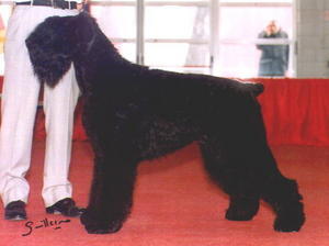 russian-black-terrier picture