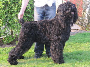 russian-black-terrier picture