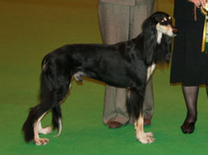 saluki picture