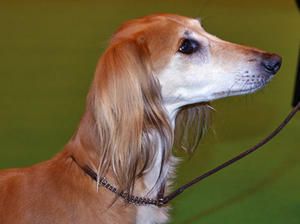 saluki picture