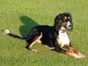saluki picture