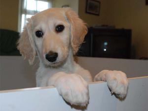 saluki picture