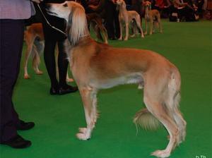 saluki picture
