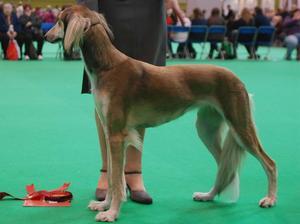 saluki picture