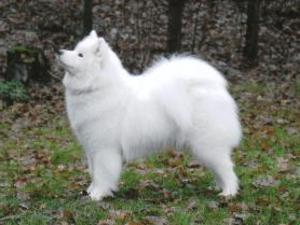 Samoyed picture