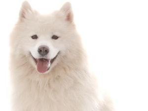 samoyed picture