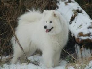 samoyed picture