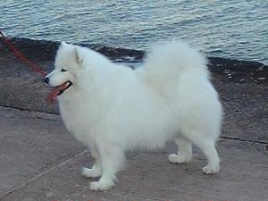 samoyed picture