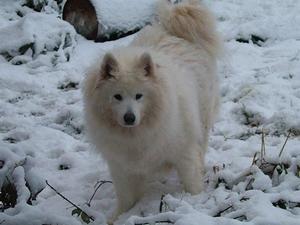 samoyed picture