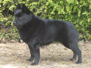 schipperke picture