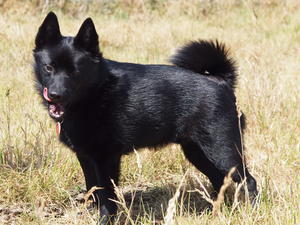 schipperke picture