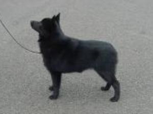 schipperke picture