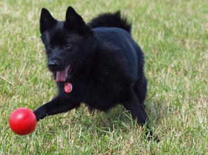 schipperke picture