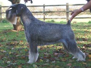 schnauzer picture