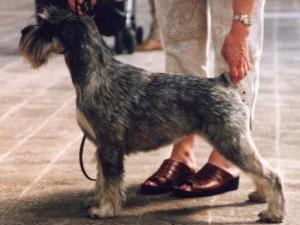 schnauzer picture