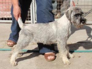 schnauzer picture