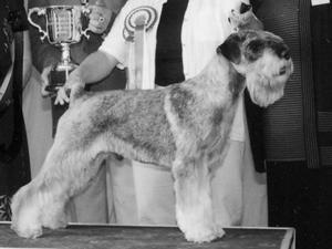 schnauzer picture