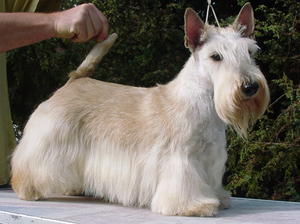 Scottish Terrier picture