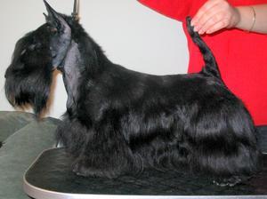 scottish-terrier picture