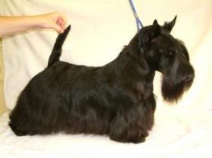 scottish-terrier picture