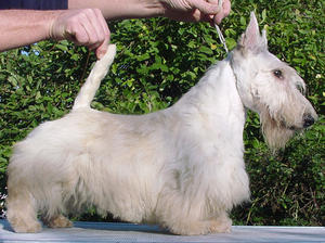 scottish-terrier picture