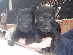 scottish-terrier picture