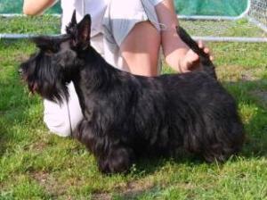 scottish-terrier picture