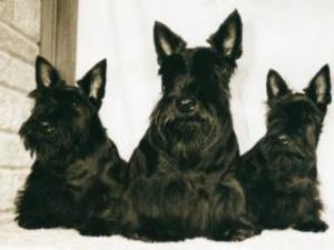 scottish-terrier picture