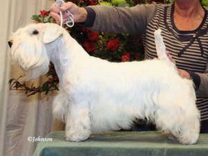 sealyham-terrier picture
