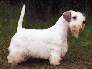 sealyham-terrier picture