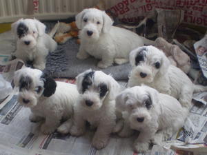 sealyham-terrier picture