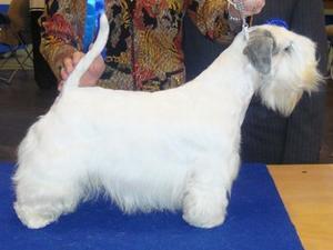 sealyham-terrier picture