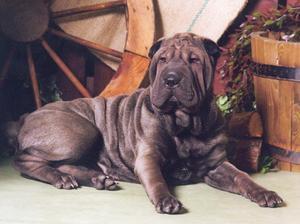 shar-pei picture