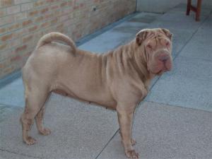 shar-pei picture