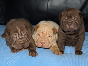 shar-pei picture