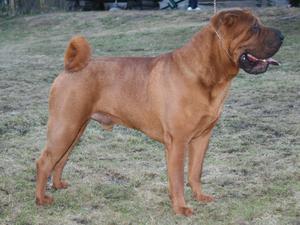 shar-pei picture