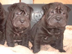 shar-pei picture