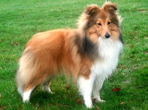 shetland-sheepdog picture