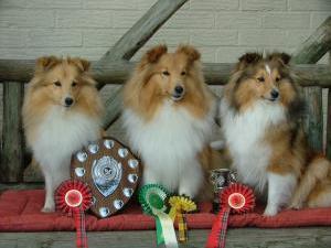 shetland-sheepdog picture