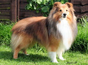 shetland-sheepdog picture