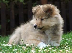 shetland-sheepdog picture