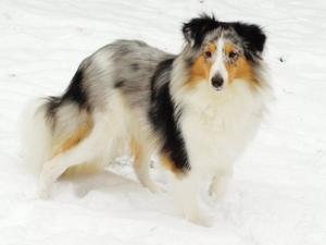 shetland-sheepdog picture