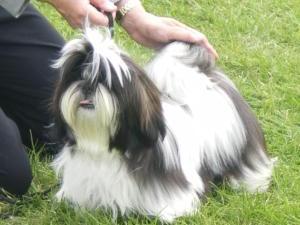 shih-tzu picture