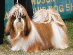 shih-tzu picture