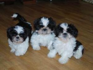 shih-tzu picture